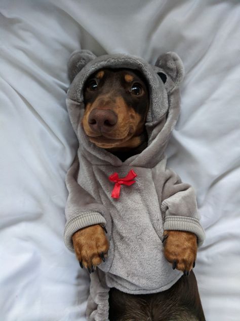 #minaturedoxie#dachshunds#wieners#puppy #cute#sausagedog#doxie#dogs#pets#animals#nature#adorable#smile#dog#pet#love#chocolate Dog Wallpaper Iphone, Smile Dog, Dachshund Clothes, Sausage Dogs, Doxie Dogs, Puppy Cute, Weenie Dogs, Dachshund Puppies, Dachshund Lovers