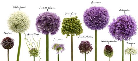 Country Garden Flowers, Allium Flowers, Garden Flower Beds, Easy Landscaping, Unusual Flowers, Plant Combinations, Garden Fountains, Garden Landscape Design, Little Flowers