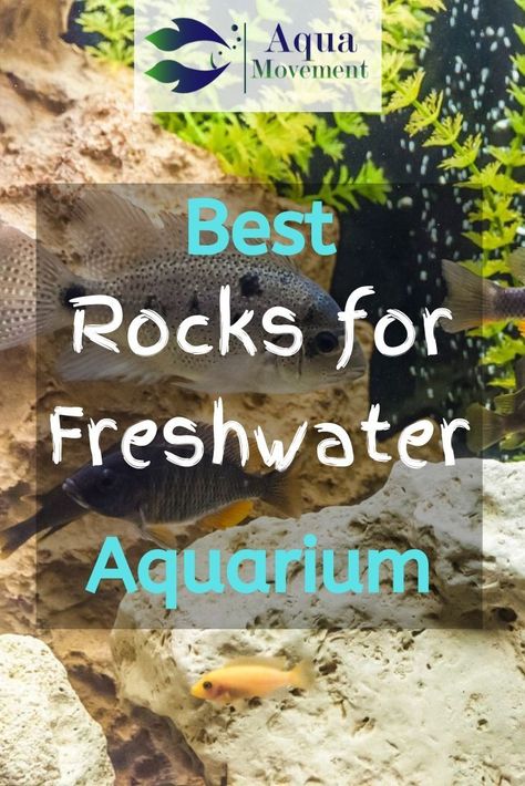 Diy Aquarium Decor, Best Aquarium Filter, Biotope Aquarium, Aquarium Rocks, Tropical Fish Tanks, Fresh Water Fish Tank, Diy Aquarium, Aquarium Setup, Aquascape Aquarium