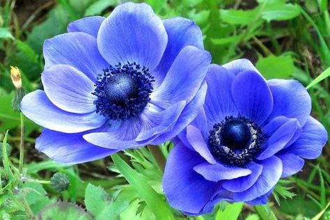 Anemone Coronaria, Blue Anemone, Fragrant Garden, Anemone Flower, Blue Poppy, Late Spring, Traditional Garden, Attract Butterflies, Buy Plants