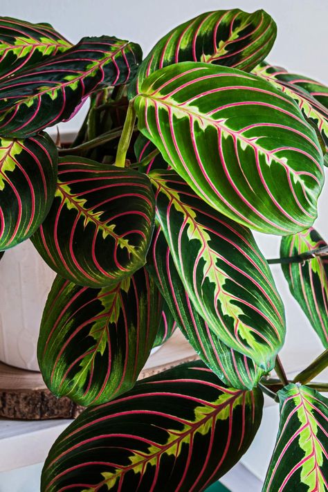 Maranta Leuconeura Plant Care Guide Calathea Maranta Leuconeura, Calathea Maranta, Plant Mirror, Maranta Plant, Prayer Plant Care, Plant Interior, Wishlist Plants, Plant Care Guide, Calathea Plant