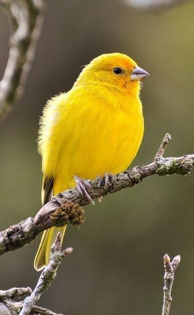 Saffron Finch, Yellow Canary, Canary Birds, Wild Animals Pictures, Funny Parrots, Most Beautiful Birds, Rare Birds, Bird Watcher, Bird Pictures