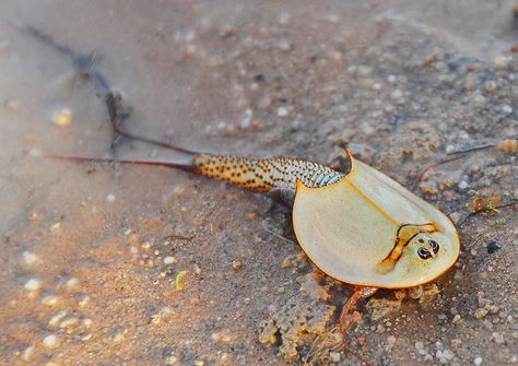 Dono just hatched 20 of these! They're amazing.  Triassic Dinosaur Triops. Living Fossil, Cool Bugs, Deep Sea Creatures, Interesting Animals, Aquatic Animals, Arthropods, Pretty Animals, Crustaceans, Silly Animals