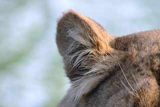 https://www.flickr.com/photos/jenny-c/5309153791/ Lion Anatomy, Lion Ears, How To Draw Ears, Lion Costume, Ear Art, Animal Costumes, Mermaid Aesthetic, Pretty Animals, Animal Ears