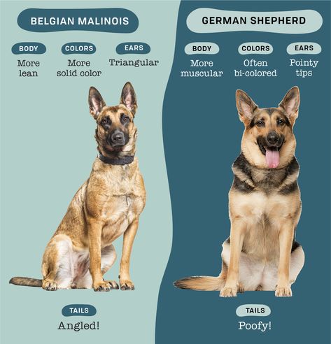 German Shepherd Vs Belgian Malinois, Belgian Malinois And German Shepherd, Belgian Malinois German Shepherd, Belgian Malinois Puppies, Malinois Puppies, Belgian Malinois Dog, Shepherd Dog Breeds, Malinois Dog, Dog Things