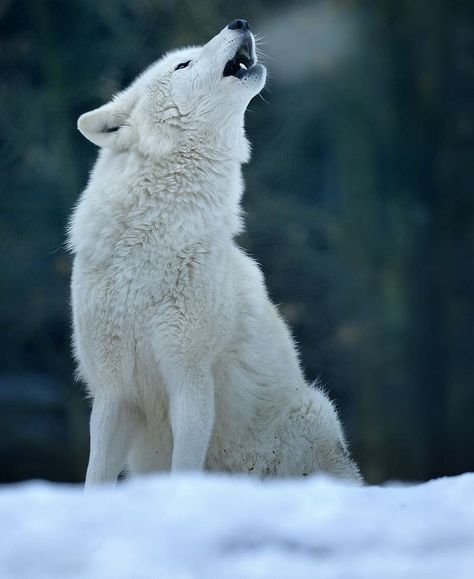 Wolf Breeds, Tundra Wolf, White Werewolf, Winter Court, Winter Wolf, Wolf World, Werewolf Aesthetic, Wolves And Women, Wolf Images