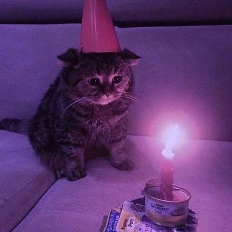 Reality Shifting, The Vibe, A Cat, First Time, The First, Songs, Birthday