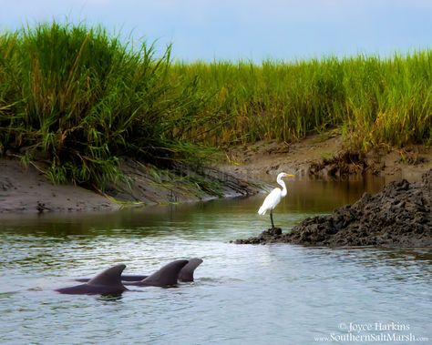 Southern Salt Marsh, Nature Photography, Landscape Photography ... Marsh Animals, Southern Scenery, South Carolina Marsh, Biome Project, Crawdads Sing, Hilton Head South Carolina, Nature Photography Landscape, Hilton Head Island South Carolina, Salt Marsh