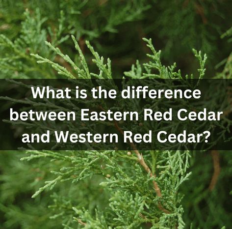 What Is The Difference Between Eastern Red Cedar And Western Red Cedar? Eastern White Cedar, Eastern Red Cedar, Tea History, Cedar Tree, Similarities And Differences, White Cedar, Cedar Trees, Fruit Seeds, Tree Seeds