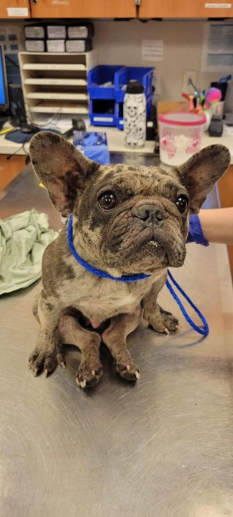 Emergency rescue needed for frightened French bulldog - Pet Rescue Report Blue Merle French Bulldog, Merle French Bulldog, Intervertebral Disc, Dancing Animals, French Bulldog Dog, Pet Rescue, Miami Dade, Blue Merle, Back Pain