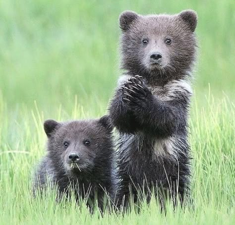 Alaskan Wilderness, Dekoratívne Vence, Brown Bears, Black Bears, Animal Babies, Bear Cubs, Grizzly Bear, Cute Animal Pictures, Animal Pics