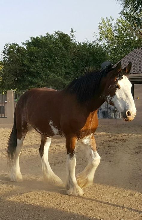 Sakari, such a pretty Clydesdale mare Clidesdail Horse, Brown Clydesdale, Horse Healing, Hackney Horse, Clydesdale Horse, Shire Horse, Clydesdale Horses, Big Horses, Horse Boarding