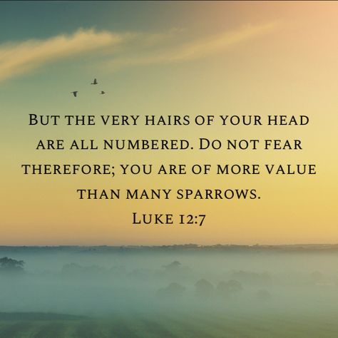 “But the very hairs of your head are all numbered. Do not fear therefore; you are of more value than many sparrows.”
‭‭Luke‬ ‭12‬:‭7‬ ‭NKJV‬‬
https://bible.com/bible/114/luk.12.7.NKJV Luke 12, Do Not Be Afraid, Do Not Fear, Bible Quotes, Verses, Bible Verses, Bible, Quotes