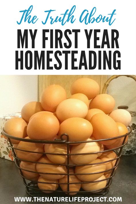 The Truth About My First Year Homesteading Selling Eggs, Homesteading Diy, Farm Business, Homesteading Skills, Homestead Survival, Backyard Farming, Hobby Farms, Off Grid Living, Ways To Earn Money