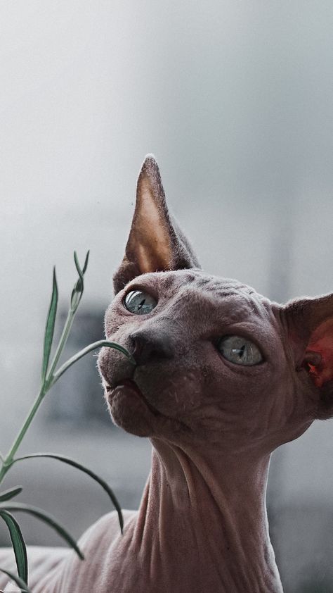 Sphinx Cat Aesthetic, Sphinx Wallpaper, Sphynx Cat Wallpaper, Cute Hairless Cat, Hairless Cats, Cat Anatomy, Sphinx Cat, Hairless Cat, Cat Breed