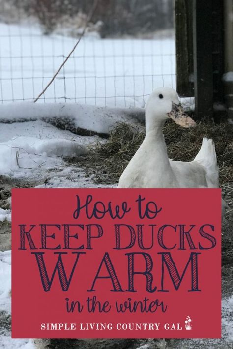 Worried about how your ducks will handle the bitter cold this winter? Use this checklist to be sure everyone is ready for the snow. Having a warm and dry shelter is just one of the items on your winter duck care checklist. Find out all you need to know to keep everyone warm and dry this coming winter. #duckcare #winterduckcare #raisingducks #backyardducks Ducks House Ideas, Duck Winter Care, Winterizing Duck Coop, Duck Coop Ideas For Winter, Winterize Duck Coop, Duck Shelter For Winter, Duck Coop Ideas Diy Easy, Winter Duck House, How To Care For Ducks