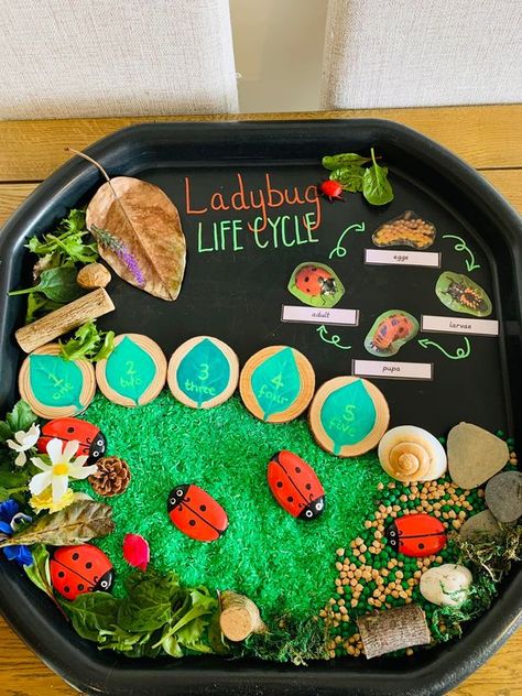 Bugs Tuff Tray, Fairy Tuff Tray, Messy Play Ideas, Play Corner, Eyfs Activities, Sensory Board, The Ladybug, Tuff Tray, Sensory Boards