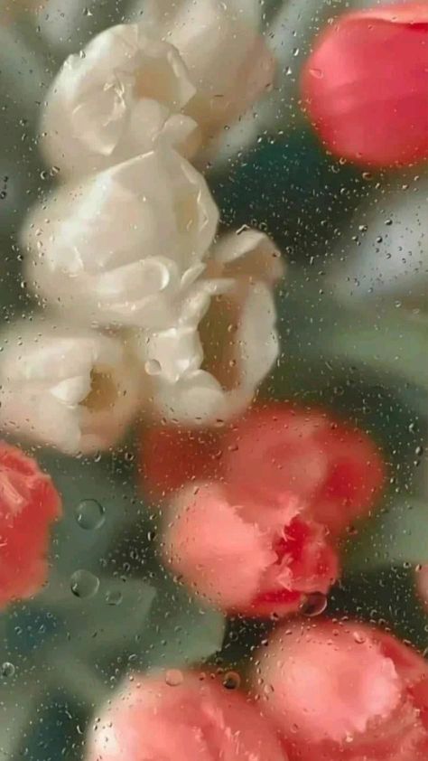 Foggy Window Flower Wallpaper, Flowers Behind Glass Wallpaper, Wet Flowers Wallpaper, Flower Lockscreen Aesthetic, Flower Lockscreen, Wet Flowers, Wallpaper Estetika, Flipagram Instagram, Vintage Flowers Wallpaper