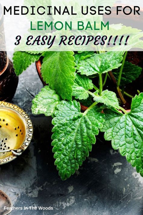 Dried Lemon Balm Uses, What To Do With Lemon Balm, How To Use Lemon Balm, What To Do With Lemon Balm Leaves, Lemon Balm Tea Ozempic, Uses For Lemon Balm, How To Use Lemon Balm Leaves, Health Benefits Of Lemon Balm, Harvesting Lemon Balm