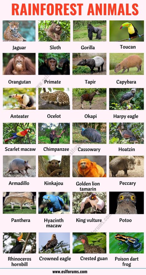 Rainforest Animals: List of 25+ Animals that Live in the Rainforest with ESL Picture! - ESL Forums Animals Of The Rainforest, Wild Animals List, Animal List, Rainforest Project, Animals List, Animals Name In English, Animal Infographic, Jungle Thema, List Of Birds