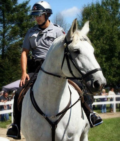 Stopping a Horse in a Bitless Bridle Side Pull Bridle, Sidepull Bridle, Bitless Bridle Western, Horse Bitless Bridle, Bitless Bridle, Western Bridles, A Horse, Horses