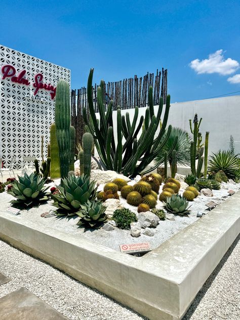 Cacti Landscaping Front Yard, Stone Cactus Garden, Raised Cactus Garden Bed, Cactus Garden Outdoor, Xeriscape Backyard, Planting Design Plan, Desert Plants Landscaping, Cactus Garden Design, Cactus Garden Landscaping