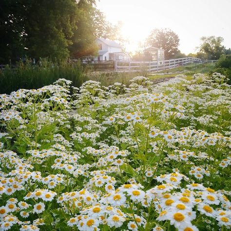 1 Acre Flower Farm, Filler Bouquet Flowers, Flower Farm Rows, Wild Flower Yard Ideas, Flower Hill Farm, Northlawn Flower Farm, Flower Farm Inspiration, Cut Flower Landscaping, Wild Flower Farm