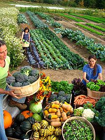 Market Garden, Vegetable Garden Design, Organic Seeds, Community Gardening, Veggie Garden, Farmer's Market, Garden Cottage, Growing Food, Organic Farming