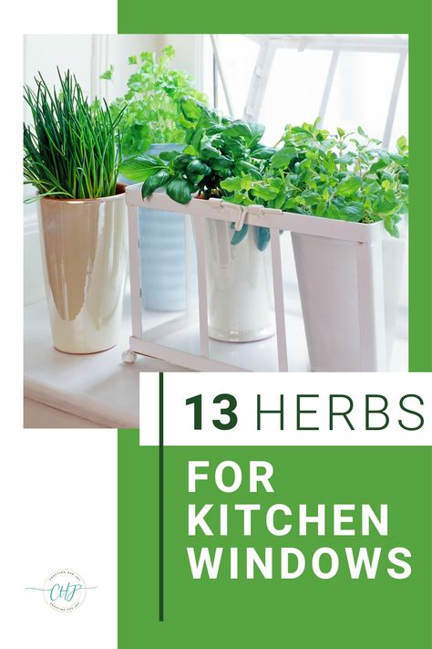 Most of us have a kitchen window and it can do more than let the light in! It is a perfect spot for growing some herbs but which ones and how should you make the most of your space? Here are 13 different herbs to grow in your kitchen window and some tips on managing them. Garden Kitchen Window, Kitchen Window Garden, Kitchen Window Plants, Herb Garden Indoor, Culinary Garden, Kitchen Garden Window, Window Herb Garden, Herbs To Grow, Container Herb Garden