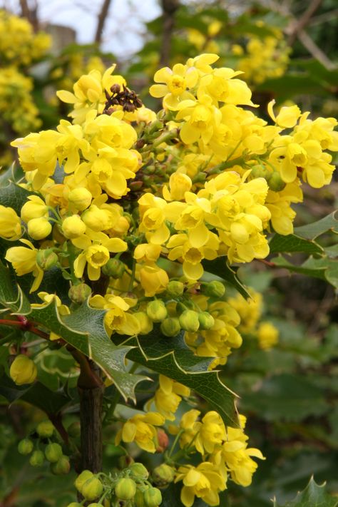 Oregon Grape (Mahonia aquifolium) Oregon Grape Flower Tattoo, Backyard Planting, Oregon State Flower, Mahonia Aquifolium, Shrub Border, Xeriscape Garden, Midwest Gardening, Grape Leaves Photography, Wild Grapes Plants