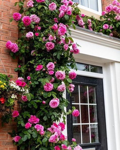 Rose In A Pot, Red Eden Climbing Rose, John Davis Climbing Rose, Generous Gardener Climbing Rose, Generous Gardener Rose, Gertrude Jekyll Rose, Gertrude Jekyll, Rambling Rose, David Austin Roses