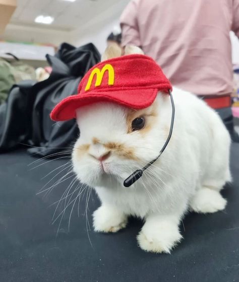 Mcdonald’s Aesthetic, Rabbit Meme, Bunny Tumblr, Mcdonalds Aesthetic, Bunny Oc, Pet Bunny Rabbits, Silly Rabbit, Funny Rabbit, Cute Bunny Pictures