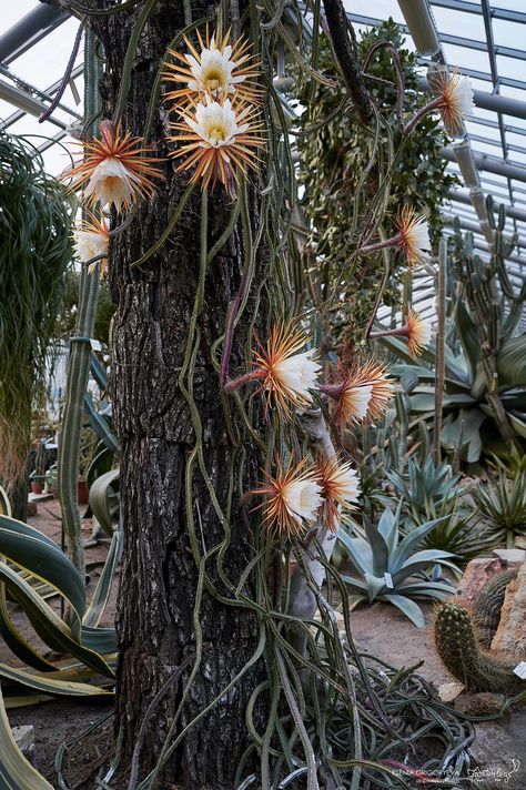 Plant Mutation, Epiphytes Plants, Creepy Plants, Cactus Names, Strange Plants, Interesting Plants, Cactus Pictures, Alien Plants, Socotra