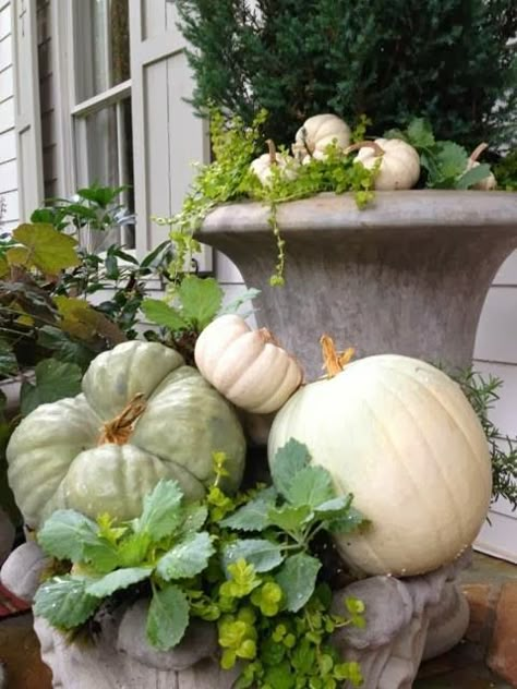 Mounds of green and white pumpkins mixed with creeping jenny and kale Fall Displays, Pumpkins And Gourds, Fall Containers, Creeping Jenny, Fall Designs, Fall Planters, Fall Arrangements, Church Flowers, Fall Deco