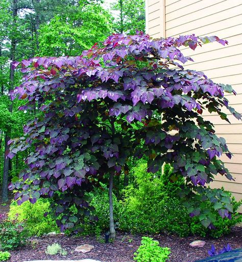 The Forest Pansy is an incredibly beautiful small growing deciduous tree with colourful heart shaped foliage. Perfect tree for small gardens and courtyards. Forest Pansy, Small Trees For Garden, Trees For Front Yard, Landscaping Trees, Front Gardens, Small Front Yard Landscaping, Garden Shrubs, Ornamental Trees, Deciduous Trees