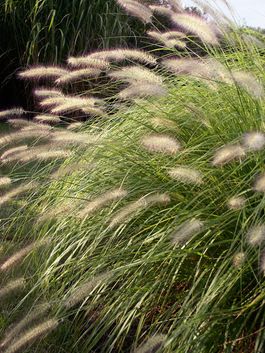 Pennisetum Hameln, Grass Ornamental, Ornamental Grasses For Shade, Pennisetum Alopecuroides Hameln, Ornamental Grass Landscape, Pearl Millet, Drought Tolerant Perennials, Low Water Gardening, Drought Resistant Plants