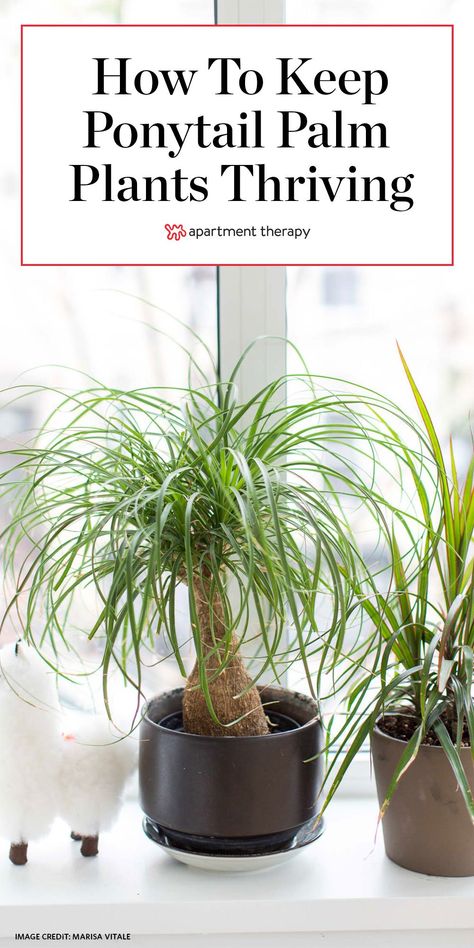 Here's how to grow and maintain ponytail palm tree indoors.  #ponytailpalm #palms #palmtree #indoortrees #houseplants #indoorplants #plantcaretips #ponytailpalmtips #easyhouseplants #beginnerhouseplants Ponytail Plant Care Houseplant, Green And White Leaf Plant, Ponytail Plant In Pot, Pony Palm Plant, Palm Tree House Plant, Ponytail Palm Indoor, Palm Tree Plants Indoor, Ponytail Plant Care, Ponytail Palm Care Indoor