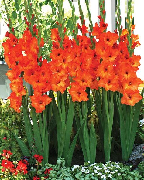 Orange gladiolus Orange Gladiolus, Gladiolus Bulbs, Gladiolus Flower, Hummingbird Garden, Line Flower, Flower Spike, Herb Seeds, Flower Border, Bulb Flowers