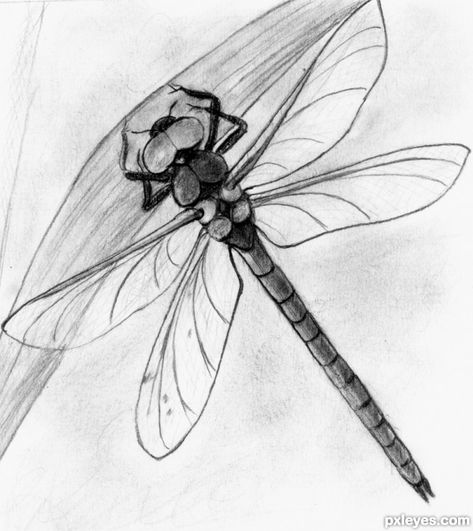 Dragonfly picture, by sophia for: realistic insects drawing contest - Pxleyes.com Drawing Dragonfly, Insects Drawing, Dragonfly Artwork, Dragonfly Images, Dragonfly Drawing, Fly Drawing, Lightning Bugs, Dragon Flys, Dragonfly Painting