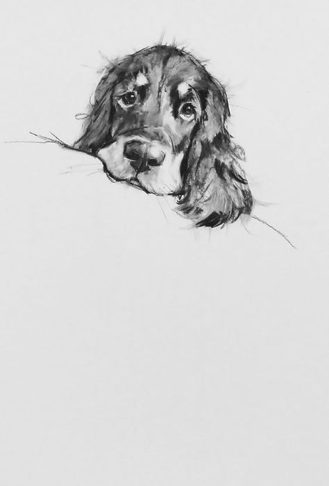 Springer Spaniel Art, Dog And Cat Art, Dog Sketches, Portraits Painting, Dog Design Art, Dog Portraits Painting, Spaniel Art, Dog Sketch, 강아지 그림