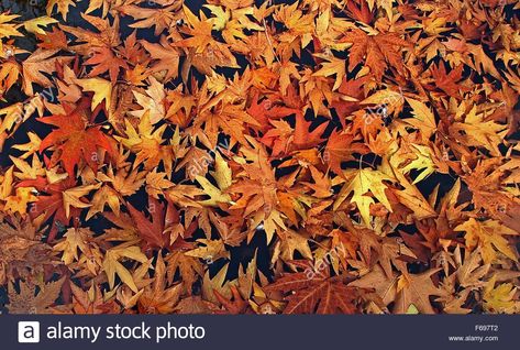 Download this stock image: Chinar tree leaves are seen in a pond in Mughal garden Nishat during Autumn season in Srinagar the summer capital of Indian controlled Kashmir. (Photo by Faisal Khan / Pacific Press) - F697T2 from Alamy's library of millions of high resolution stock photos, illustrations and vectors. Chinar Leaves Kashmir, Mughal Garden, Faisal Khan, Srinagar, A Pond, Tree Leaves, Autumn Season, Fall Season, Autumn Leaves