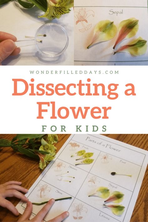 Flower Dissection for Kids - Wonder-Filled Days Flower Dissection For Kids, Botany For Kids, Homeschool Botany, Flower Dissection, Pollination Activity, Spring Science, Cedar House, April Activities, Plants Unit