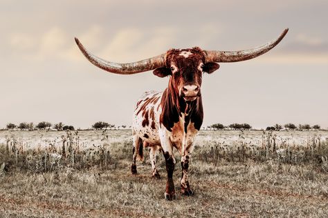 Texas Longhorn bull canvas or photo print. Western home decor cow wall art in farmhouse colors.  Large print available in barnwood frames. Longhorn Canvas, Western Aesthetic Wallpaper, Longhorn Bull, Country Backgrounds, Western Photo, Longhorn Cattle, Longhorn Cow, Western Photography, Cow Wall Art