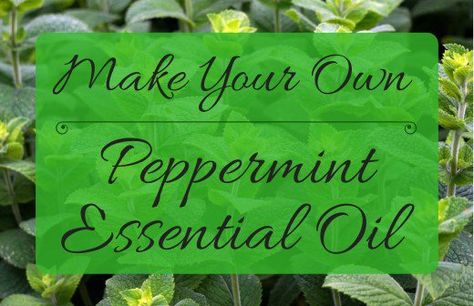 Using only some peppermint and a few household items, you can easily make your own peppermint essential oil at home. This guide will show you how. How To Make Homemade Perfume, Peppermint Plants, Essential Oil Distiller, Homemade Perfume, Essential Oils For Babies, Mint Essential Oil, Making Essential Oils, Mint Oil, How To Make Oil