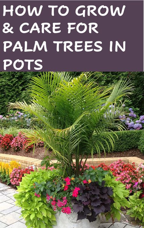 Potted Trees Around Pool, Palm Trees In Planters, Small Backyard Landscaping Pots & Planters, Best Outdoor Potted Plants For Florida, Outdoor Potted Palms Patio, Planters With Palms And Flowers, Palm Tree Pots Planters, Patio Palms Ideas, Large Potted Palms Outdoor