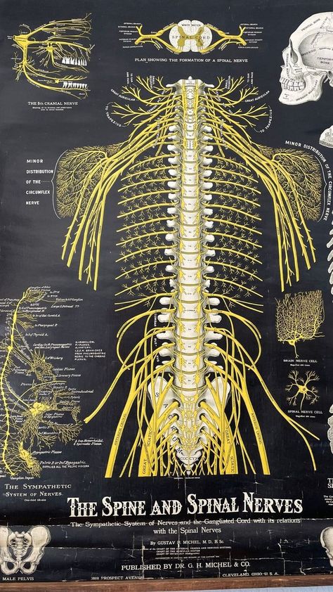 Your nerves exit your spinal canal and travel to every organ, tissue, and cell in your body. That's why we care about the alignment of the spine! Upper Cervical Chiropractic, Spinal Health, Spinal Nerve, Wellness Journey, Chiropractic, Nerve, Nervous System, Holistic Health, Health