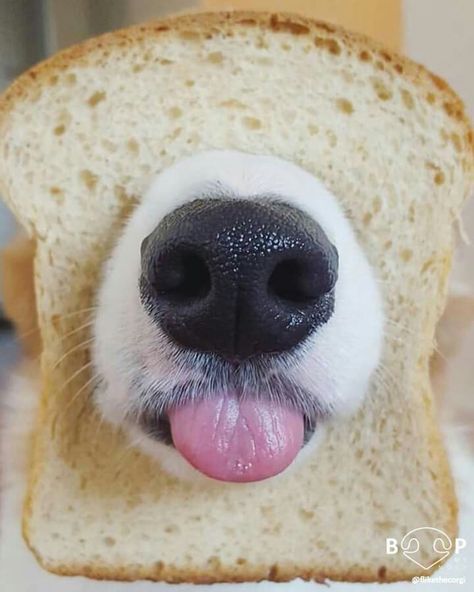 Beagle Bread, Cat With Bread On Face, Dog With Bread On Face, Bagel Dog, Funny Dog Faces, Dog Bread, Animal Noses, Dog Nose, Dog Raised Eyebrow Meme