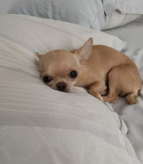 Tiny Dog Aesthetic, Dear Head Chihuahua, Chiuahaha Cute, Chiuaua Dog, Chihuahua Short Hair, Aesthetic Chihuahua, Chihuahua Aesthetic, Applehead Chihuahua, Puppies Chihuahuas