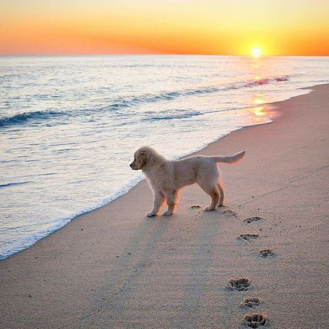 Can Dogs Eat, Nantucket, The Sand, A Dog, Dogs, On Instagram, Instagram