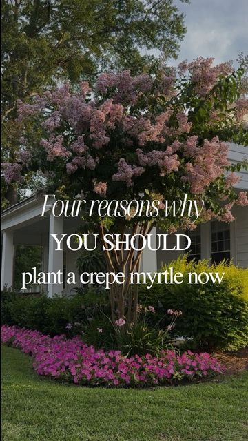 Sara McDaniel on Instagram: "A few nights ago, the setting sun was casting the most beautiful light on my crêpe myrtle tree, and it absolutely took my breath away. One of the best landscaping decisions I made was to flank both corners of my home with a stunning purpleish pink crêpe myrtle.  Here are four reasons you should plant one too:  1. Crêpe myrtles have the most beautiful blooms. And if deadheaded correctly, you can force two or three blooms over the course of a season. (Stay tuned for a video on that coming soon.)  2. Crêpe myrtles are extremely low maintenance. They are drought tolerant, and disease resistant.  3. The attractive bark add visual appeal to your landscape, especially in the winter months.  4. Crêpe myrtles are extremely versatile. If left unpruned, they will basicall Pink Crepe Myrtle, Crepe Myrtle Trees, Curb Appeal Landscape, Myrtle Tree, Tree Planters, Crepe Myrtle, Crape Myrtle, Crab Apple, Take My Breath